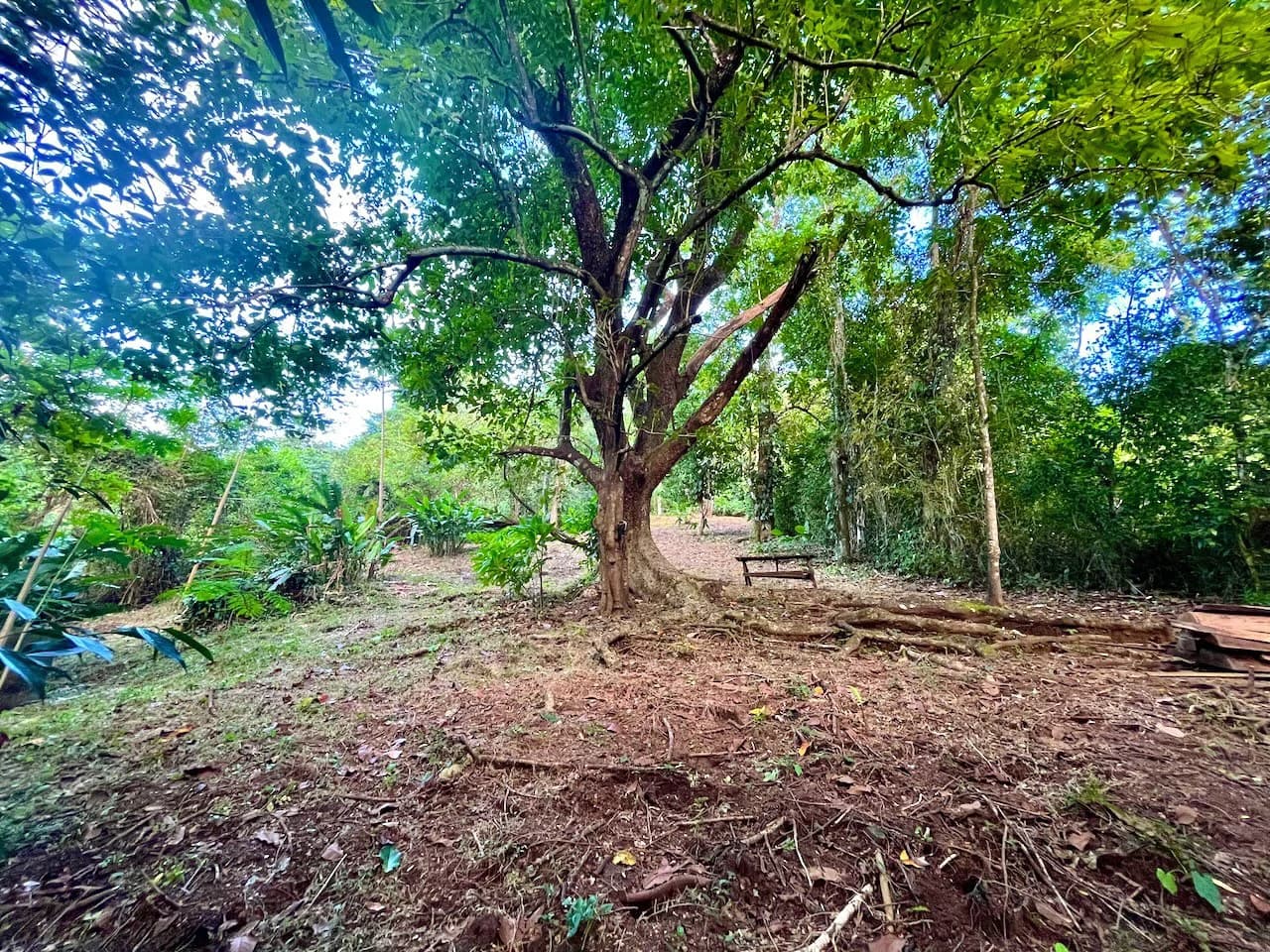 2300m2 Commercial and Residential land steps from the ocean:Surrounded by Nature in Mal País and 10 min from Santa Teresa