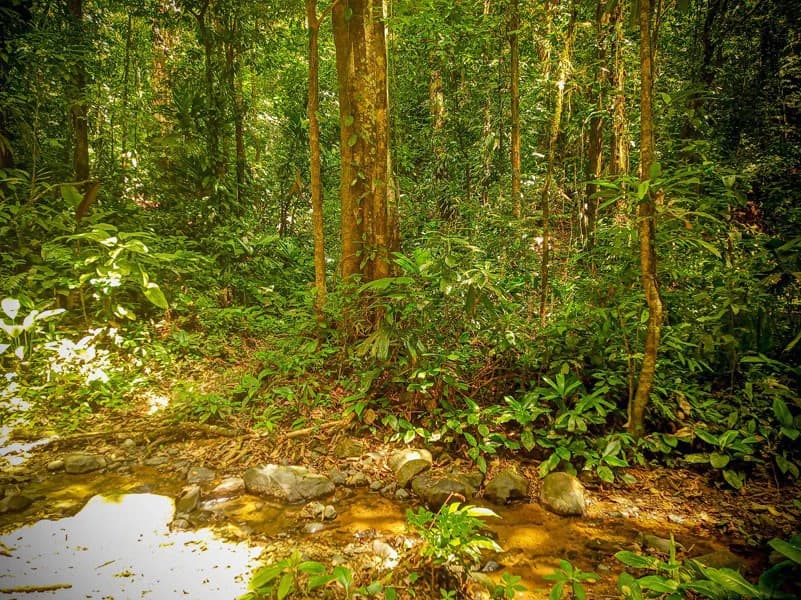 Ocean View & Primary forest 55-ha Rincon de Osa - photo 25