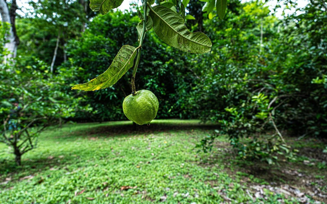 Baru Riverfront Oasis Walkable to Dominical Beaches - photo 60