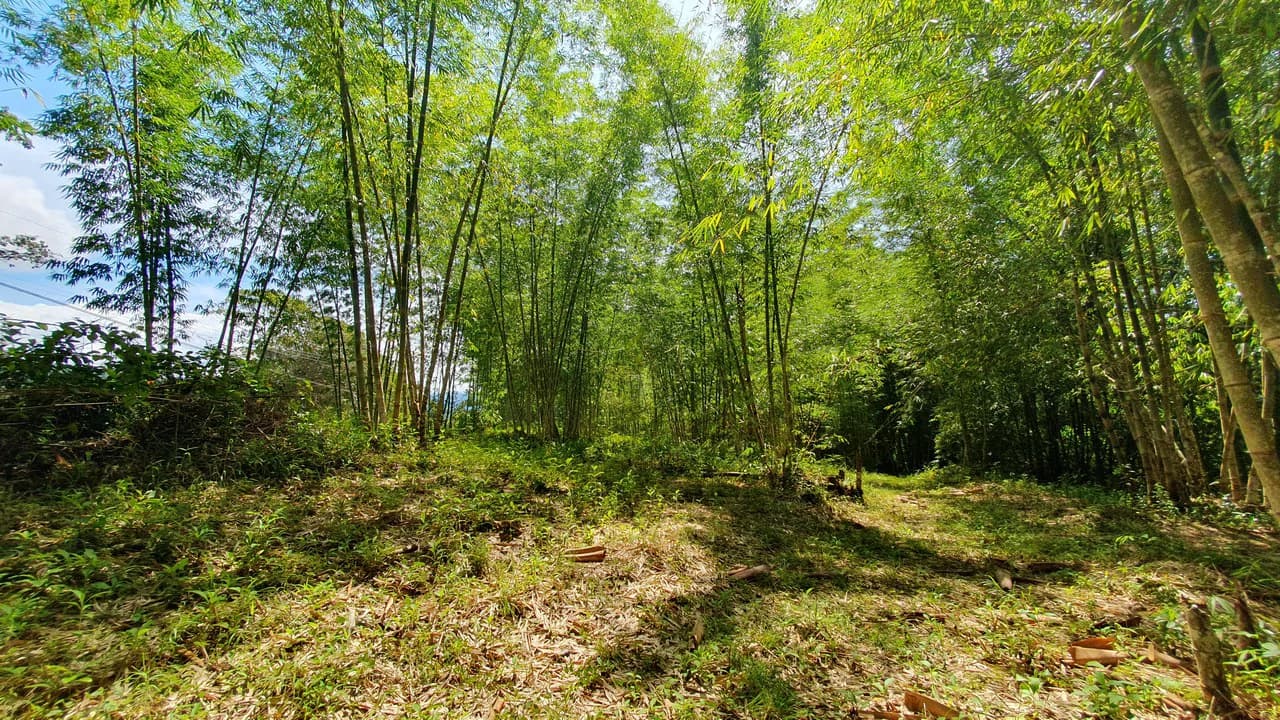 Property #2 with Bamboo Plantation, Development Opportunity (Residential, Hotel, and Industrial). - photo 8