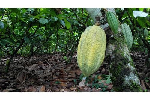 COCOA AND DAIRY FARM IN PRODUCTION AND GROWING: COCOA FARM IN PRODUCTION AND GROWING - photo 5