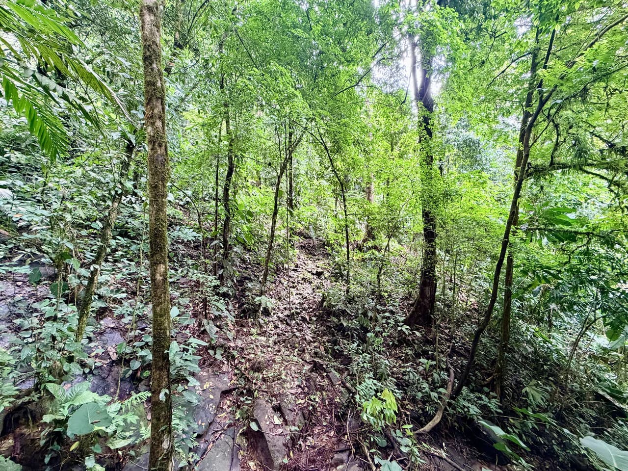 Uvita Development Farm - 40.47 Acres Estate - photo 18