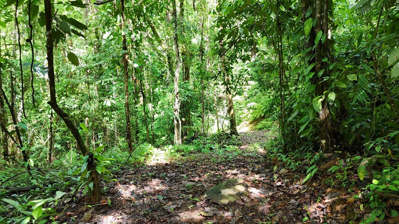 Spectacular Ocean view on 7.7 acres: Mountain Home Construction Site For Sale in Bahía Ballena - photo 10