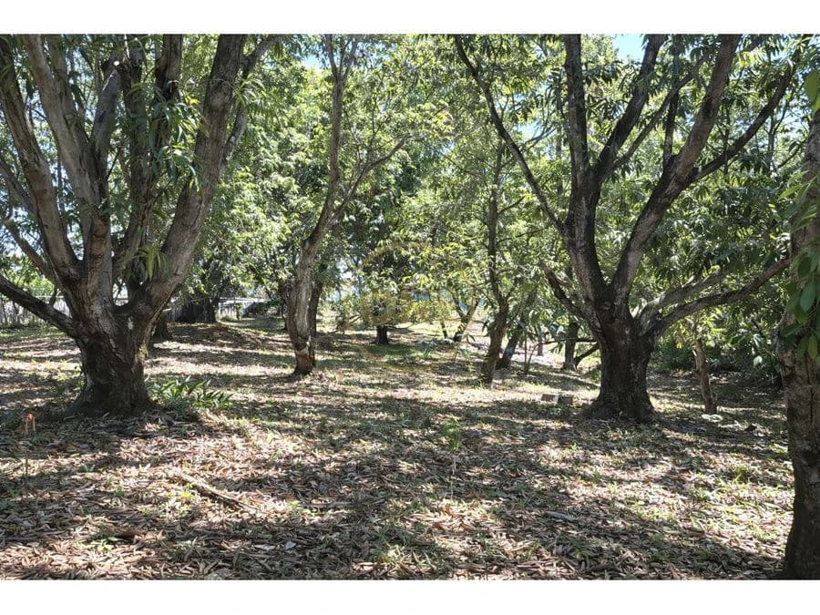 FOR SALE / Land in Coyolar, Orotina, Alajuela - photo 1