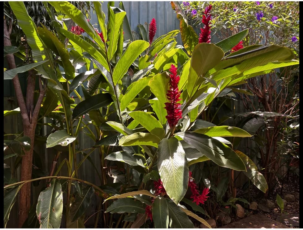 Casa de Luz in Pozos, Santa Ana: Discover Casa de Luz: your refuge in the midst of chaos! - photo 23