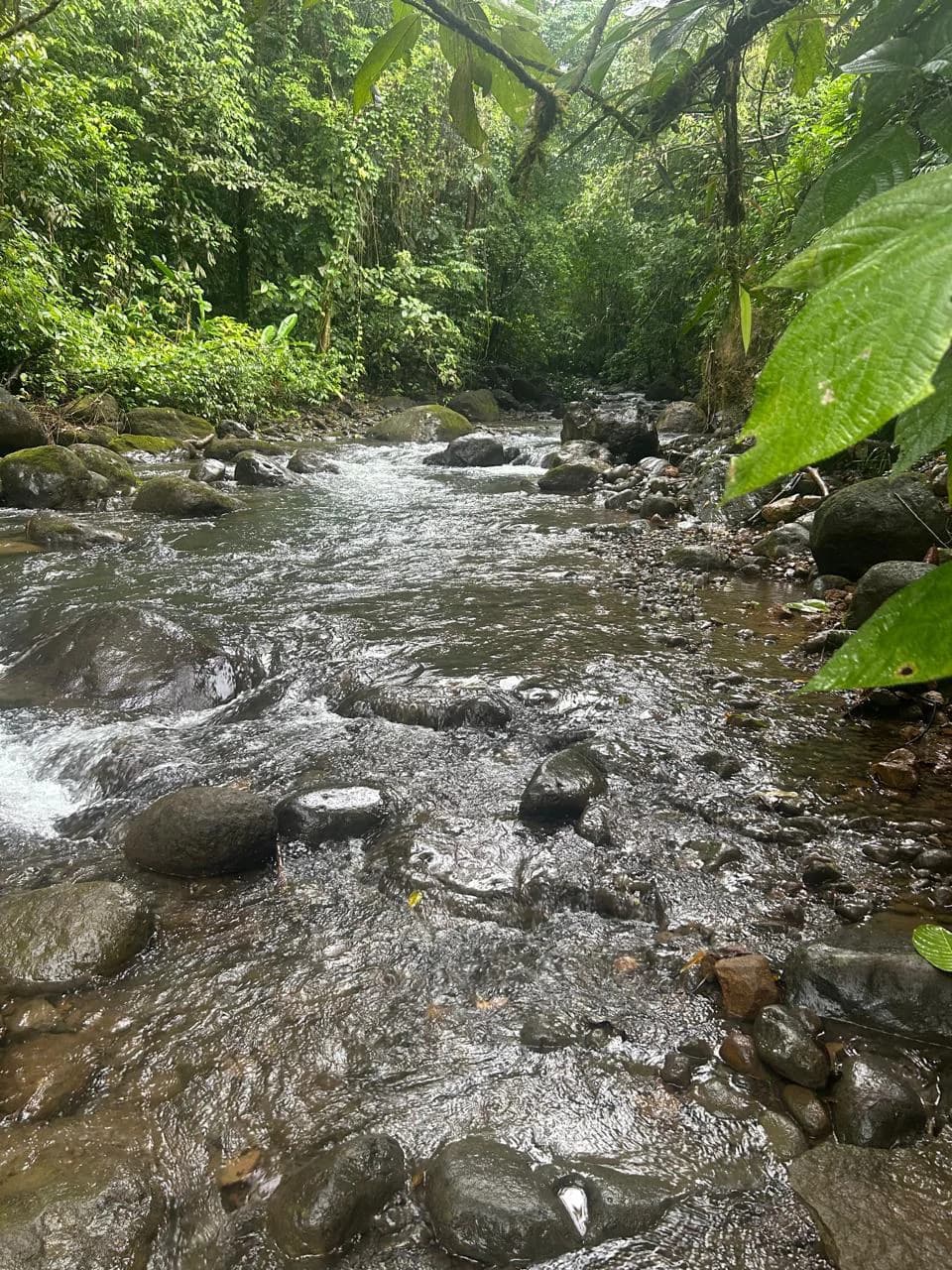 Incredible Building Lot: Riverfront Home Construction Site For Sale in Peñas Blancas - photo 8