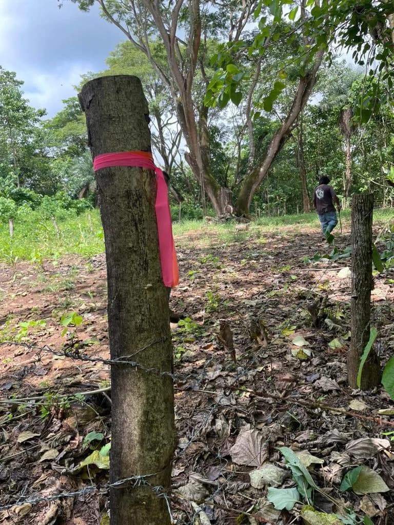 Beach Lot #2: 2,263 m2 Nicoya Blue Zone lot - photo 3