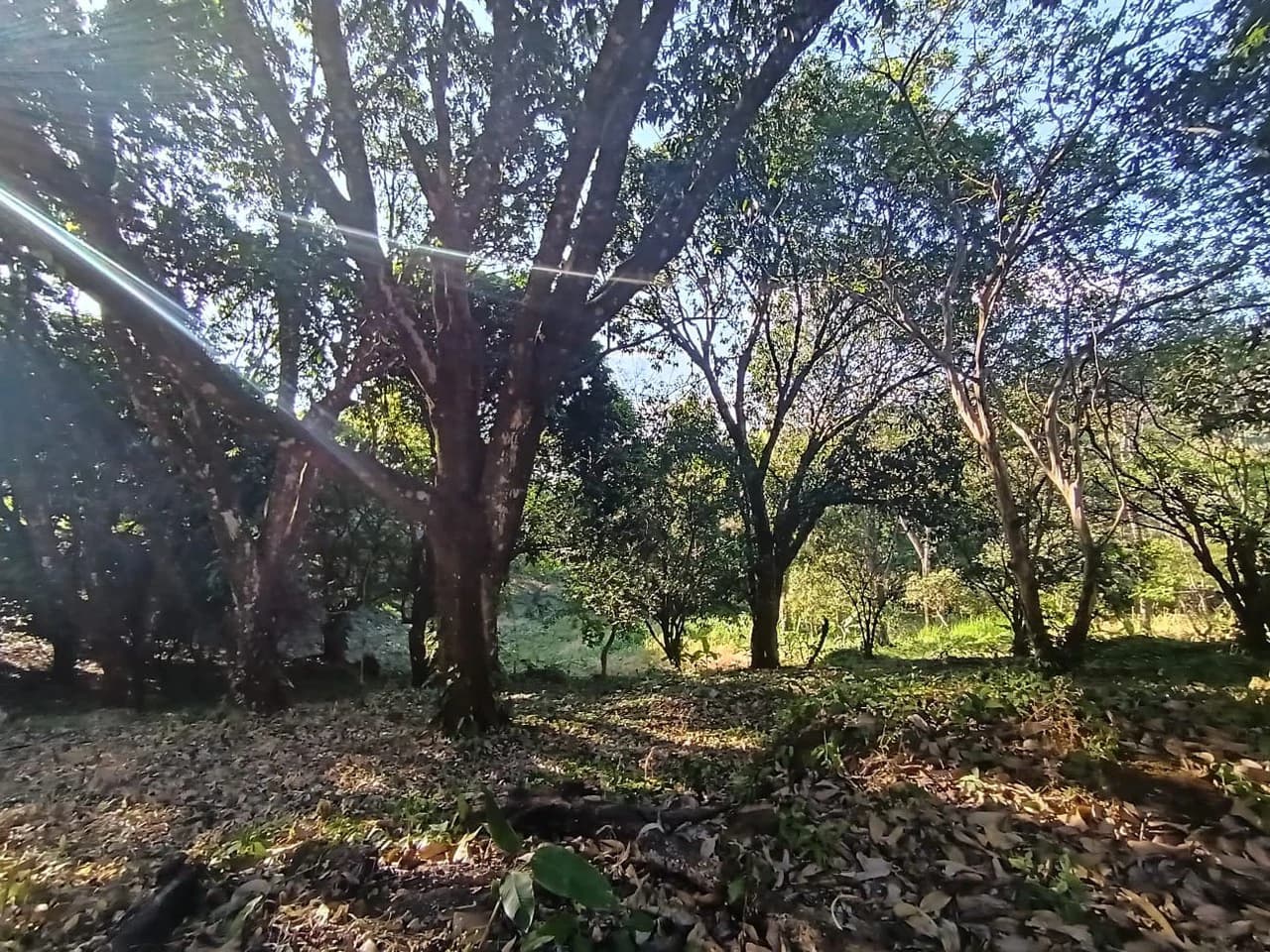 Property for sale in Ciudad Colon San José Costa Rica - photo 6