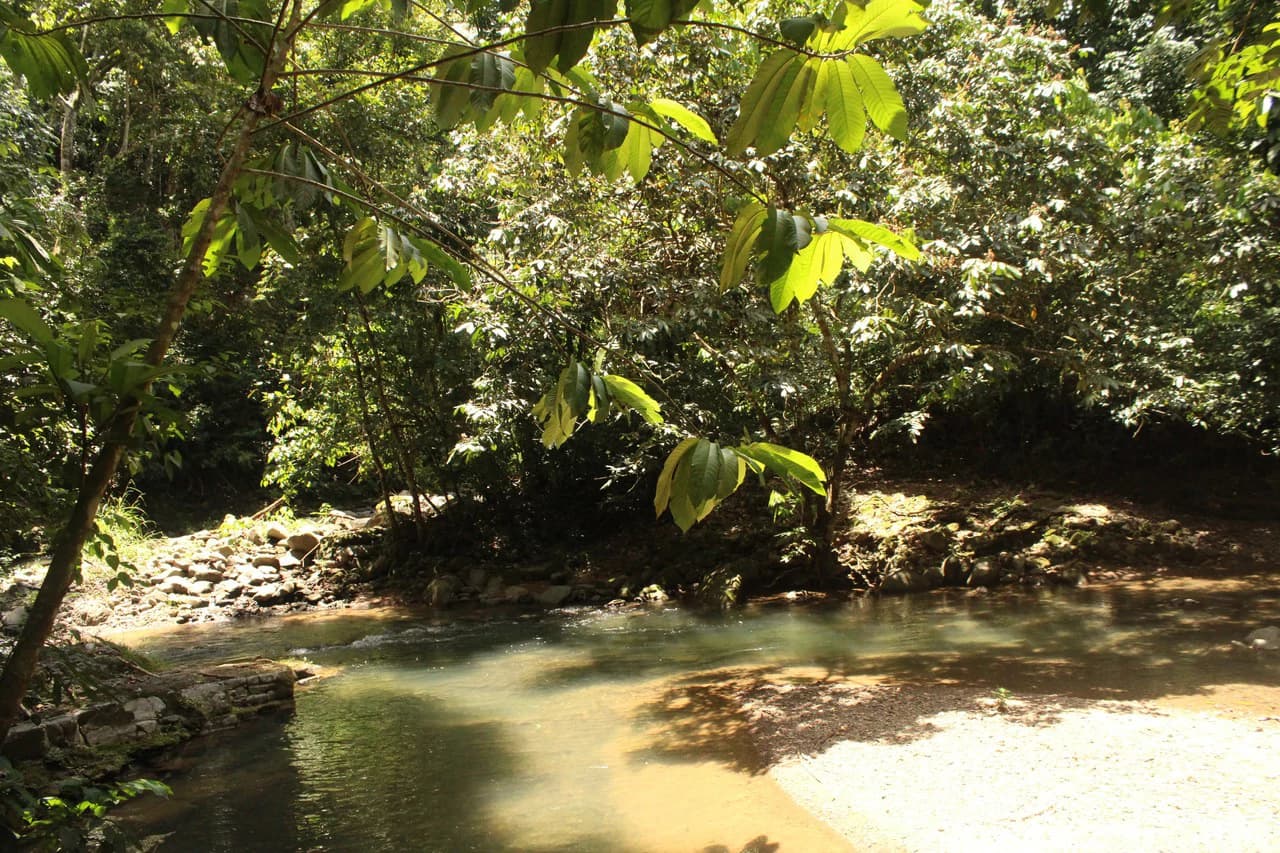 Wildlife Reserve Farm close to Ojochal - photo 19