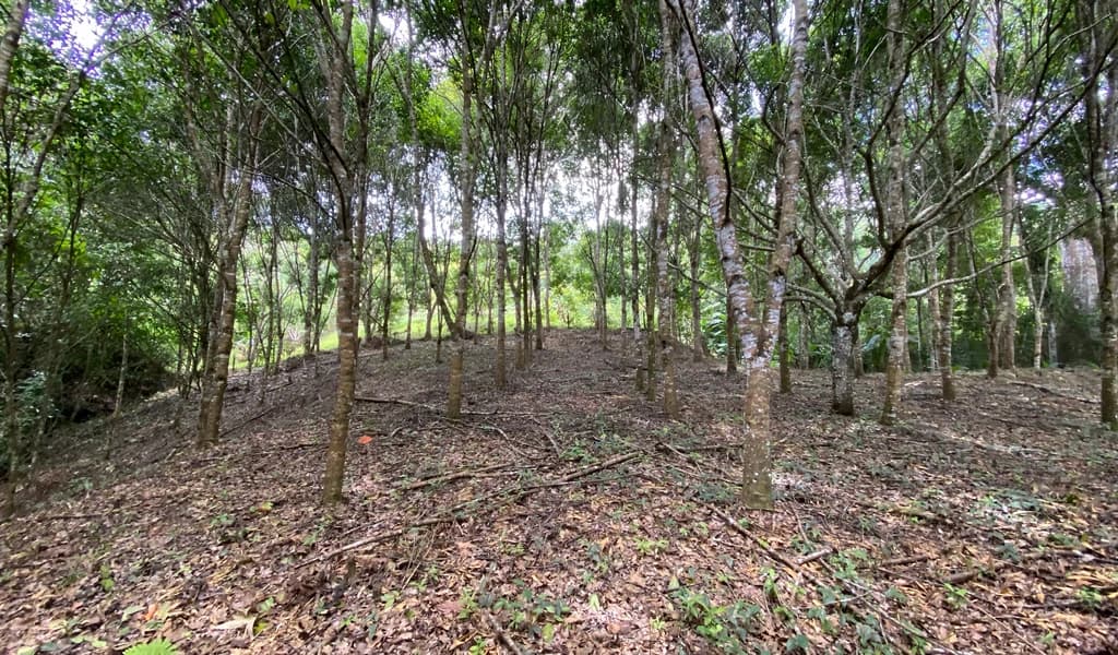 1.9 ACRES – Very Usable Flat Land Divided By An Across Running Creek, Tons Of Fruit Trees Plus Woods In The Back!!! - photo 3