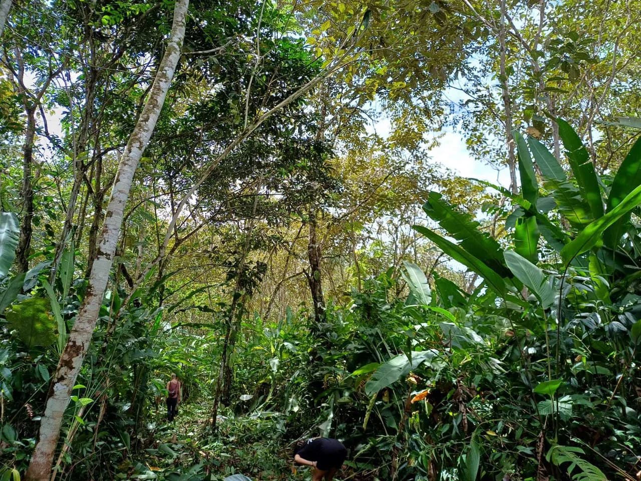 Natura Amapola Reserve, Puerto Jimenez - photo 12