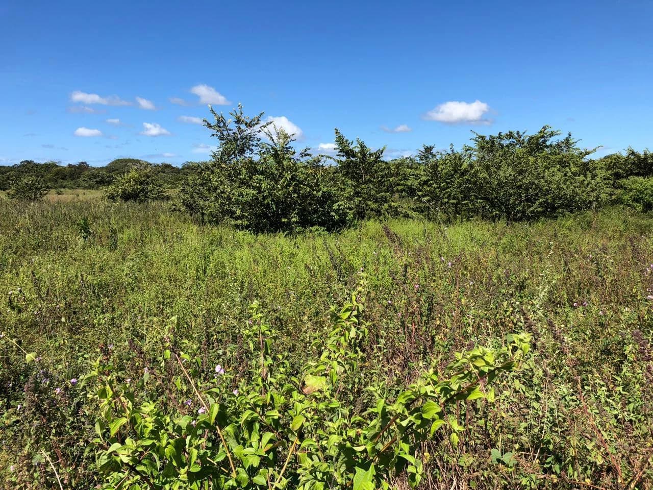 Property near the airport in Liberia – Strategic investment opportunity - photo 8