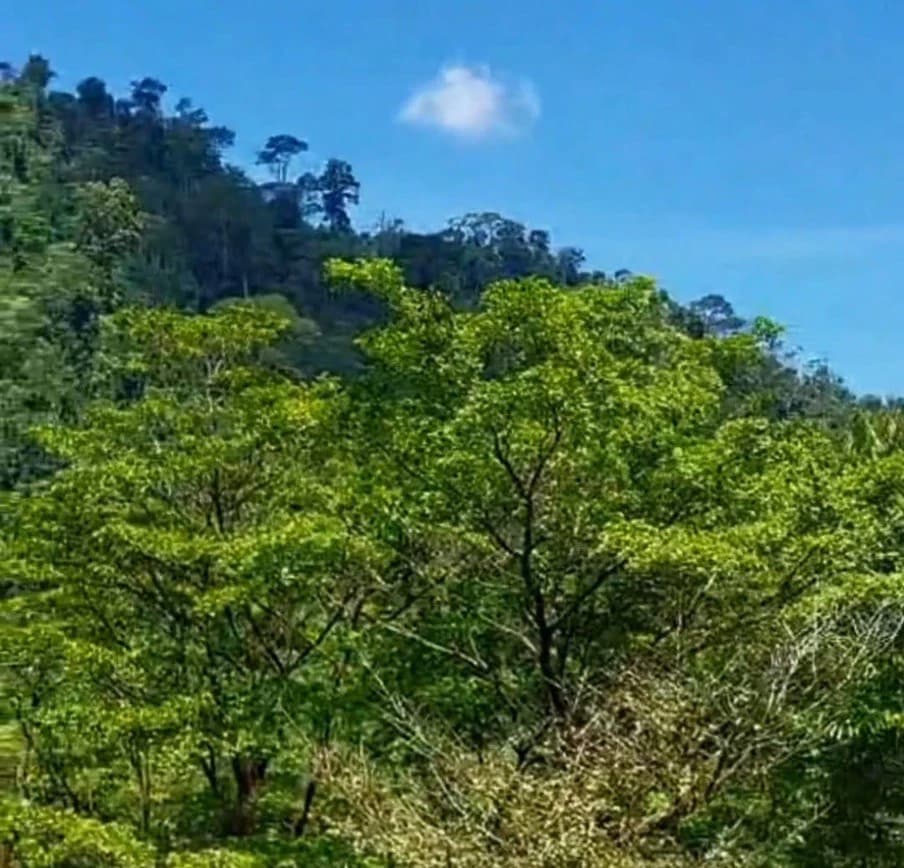 ENCHANTING 43-HECTARE FINCA WITH MODERN WOODEN CABIN AND INFINITY POOL