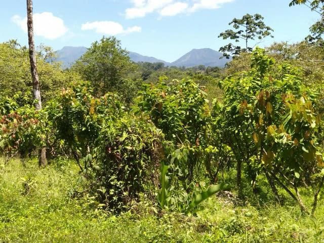 Cacao farm for sale, close to the Jungle Mountains of Bijagua, with river frontage in a beautiful valley and soft rolling hills - photo 6