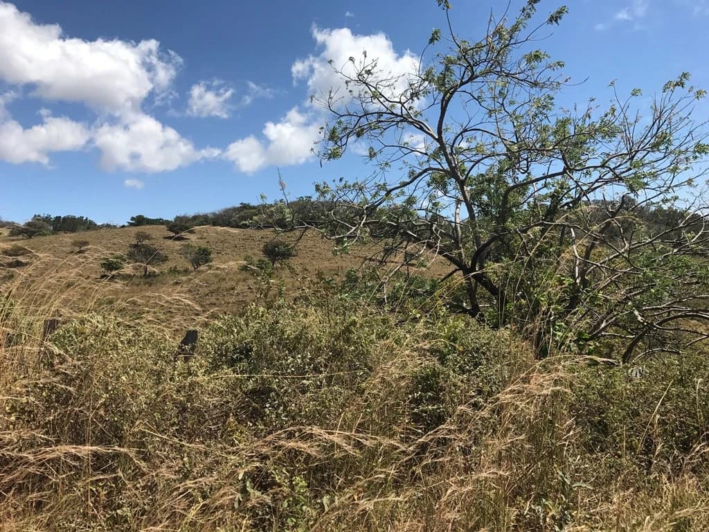 Huge farm for sale in Mogote de Bagaces, dream farm for horses or cows, 45 minutes away from Liberia - photo 3