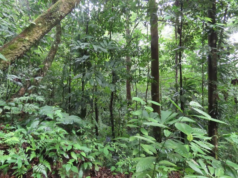 34-Acres of Forest For Sale in Riyito de Puerto Jimenez - photo 31