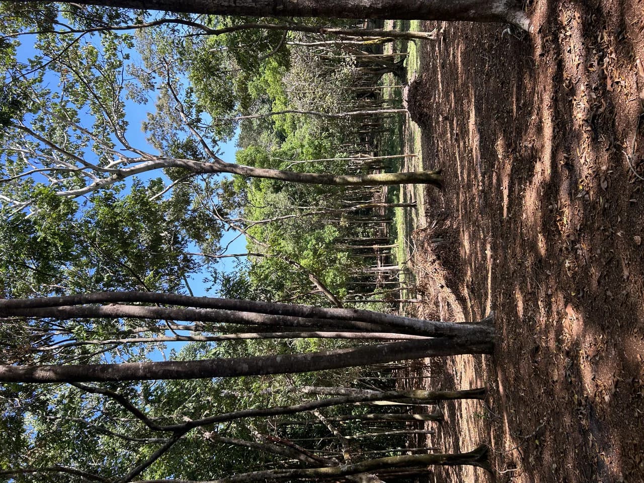 Cabo Matapalo: 3.8 Acre Ocean View Lot In Peninsula De Osa, Golfo Dulce - photo 36