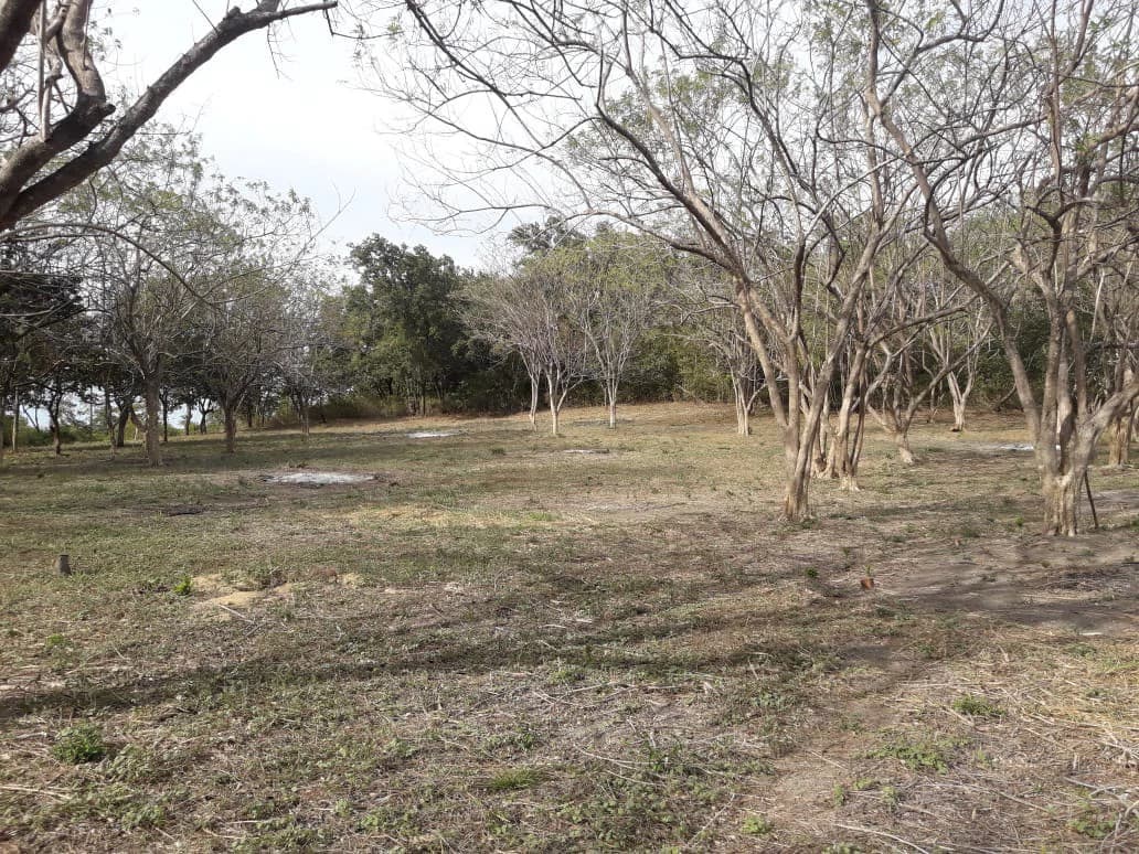 Colorado River Paradise Farm for Sale - Just 10 Minutes from Liberia - photo 9