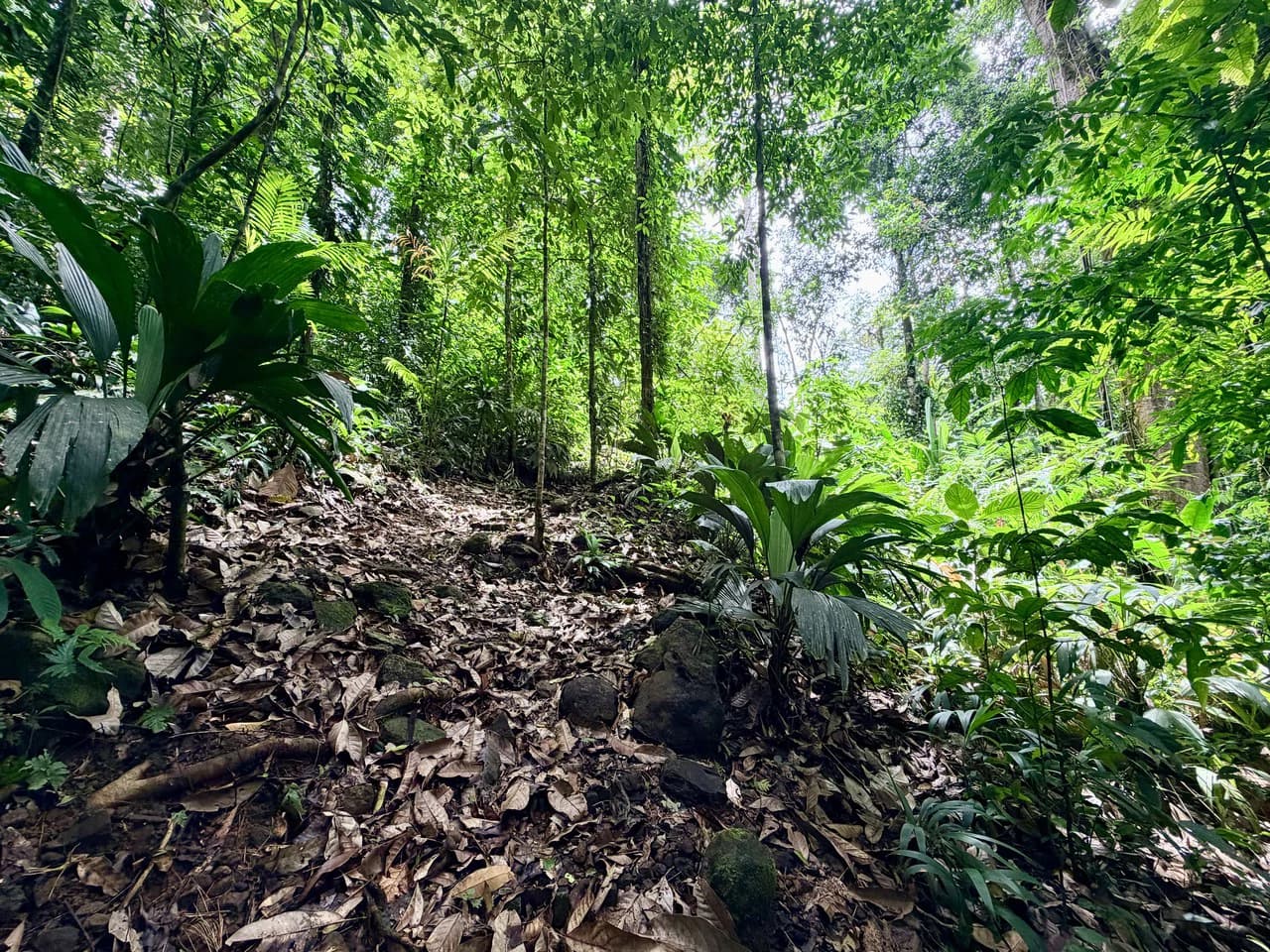 Uvita Development Farm - 40.47 Acres Estate - photo 17