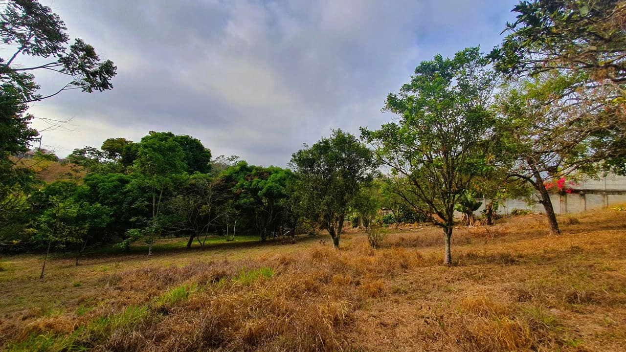 FRUIT TREE PROPERTY FOR SALE: Home Construction Site For Sale in San Isidro del General - photo 21