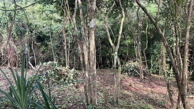 Beautiful Property for Sale in the Mountains of San Juanillo – Prime Land with Building Potential Just 10 Minutes from the Ocean - photo 6