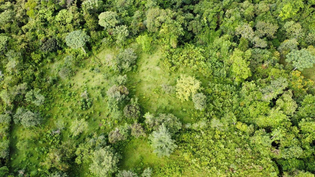 Propiedad en San Blas: Mountain Agricultural Land For Sale in La Linda General Viejo - photo 18