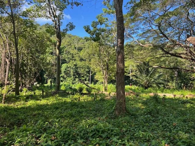 $439,950 USD Rare Titled Beachfront Lot in Playa Tambor - photo 9