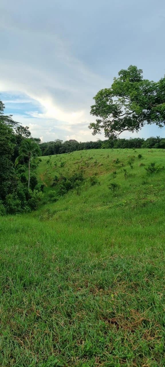 SALE OF LAND IN CHORRERA - LAS YAYAS ADENTRO (7.5 HECTARES) - photo 10