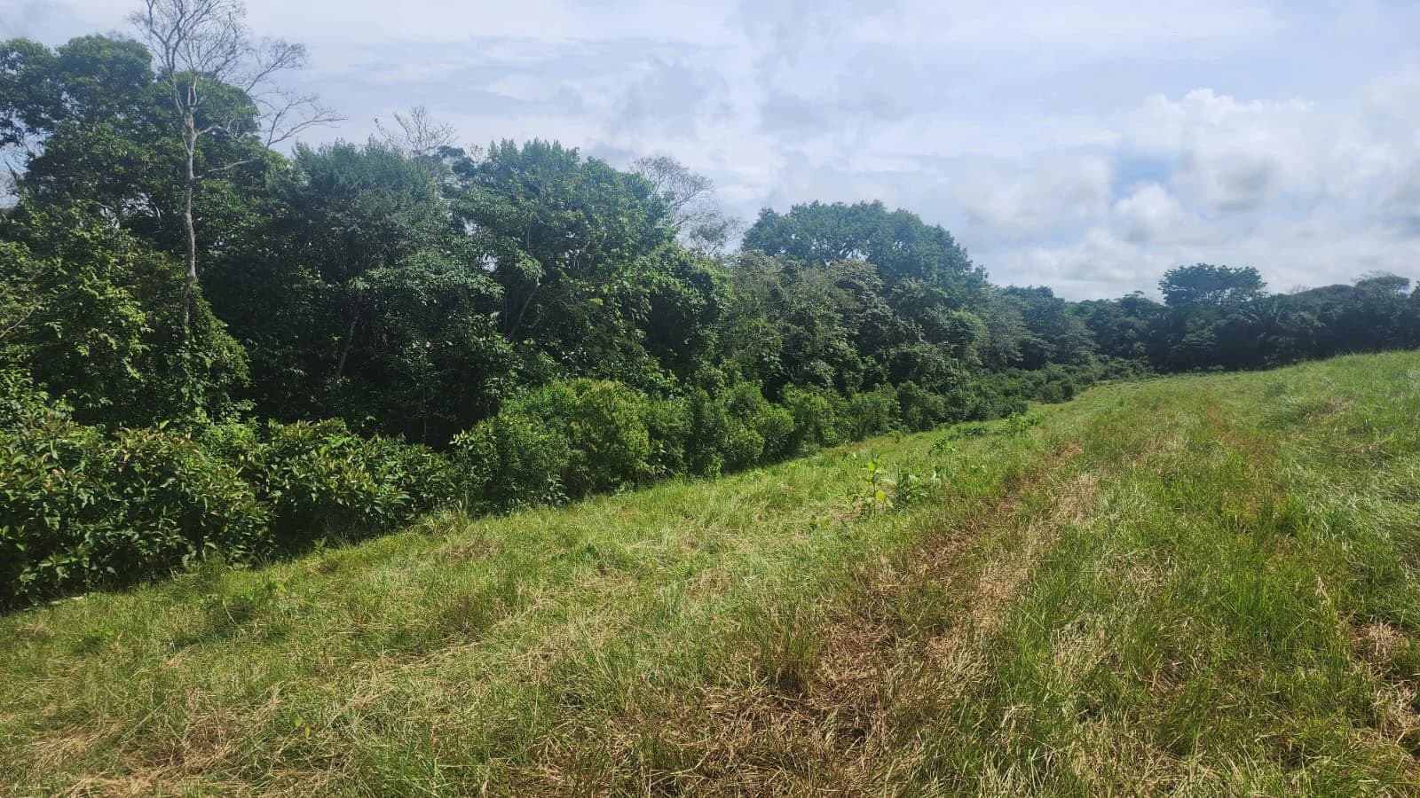 SALE OF LAND IN CHORRERA - LAS YAYAS ADENTRO (7.5 HECTARES) - photo 18
