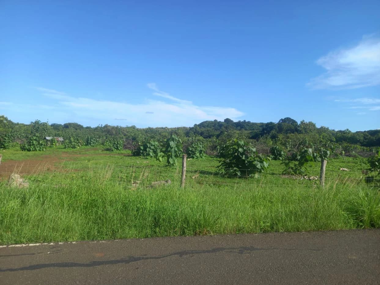 LAND FOR SALE IN LAS TABLAS – POCRÍ / PARITILLA, 15.5 HECTARES - photo 5