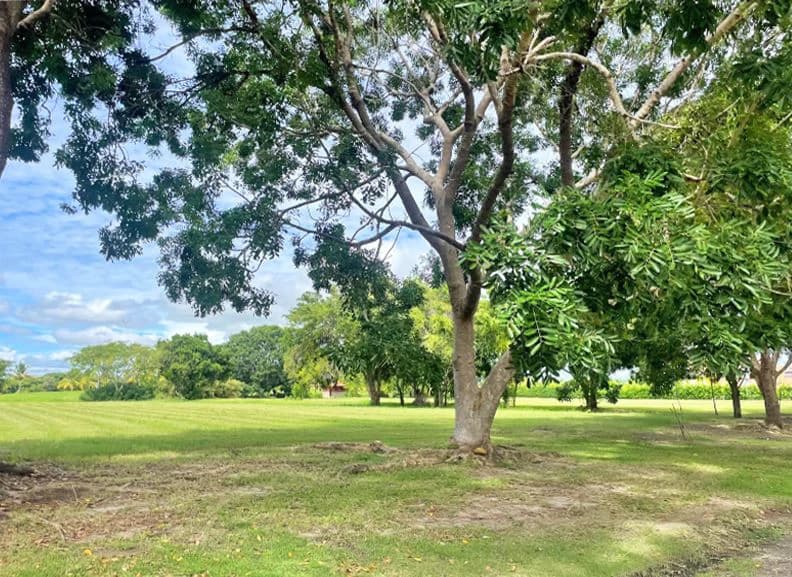 Stunning Land in Buenaventura - photo 6