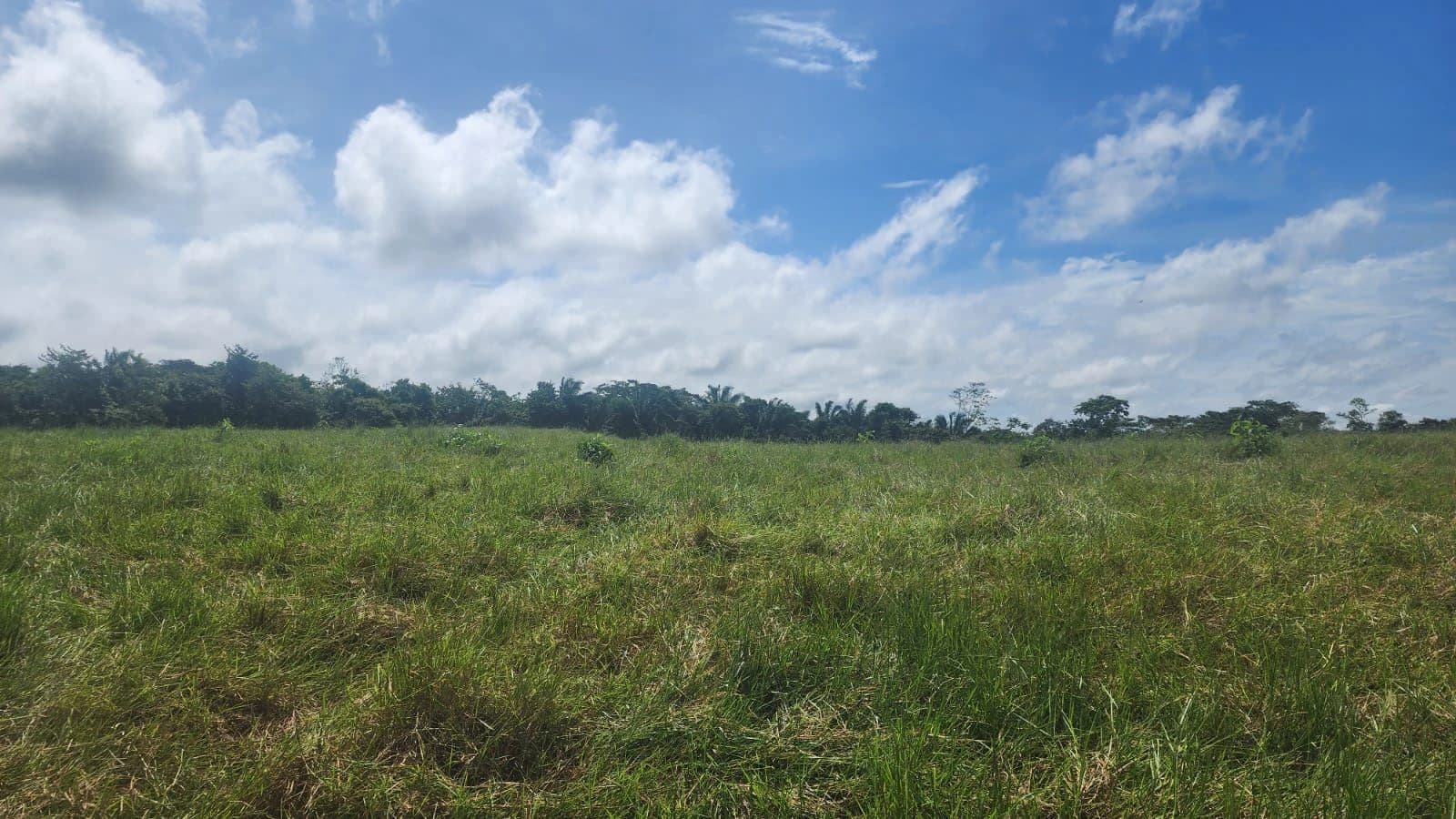 SALE OF LAND IN CHORRERA - LAS YAYAS ADENTRO (7.5 HECTARES) - photo 20