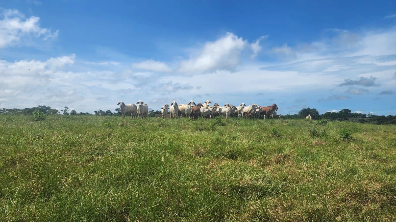 SALE OF LAND IN CHORRERA - LAS YAYAS ADENTRO (7.5 HECTARES) - photo 1