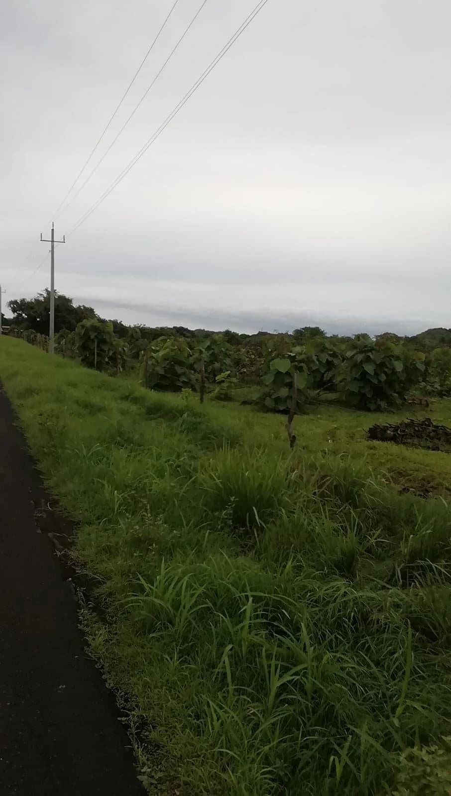 LAND FOR SALE IN LAS TABLAS – POCRÍ / PARITILLA, 15.5 HECTARES - photo 9