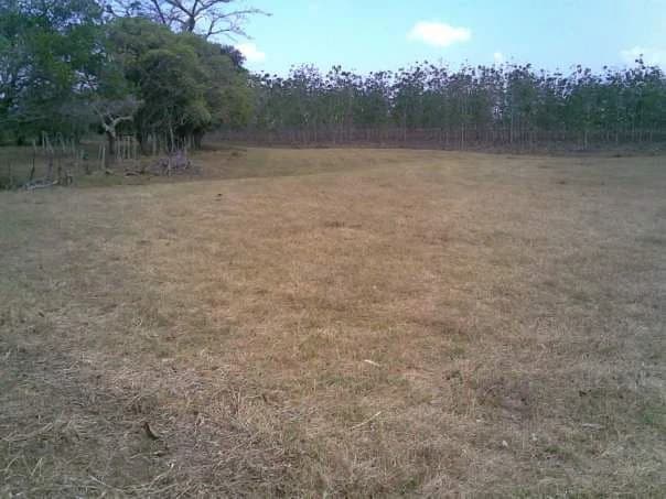 LAND FOR SALE IN LAS TABLAS – POCRÍ / PARITILLA, 15.5 HECTARES - photo 18