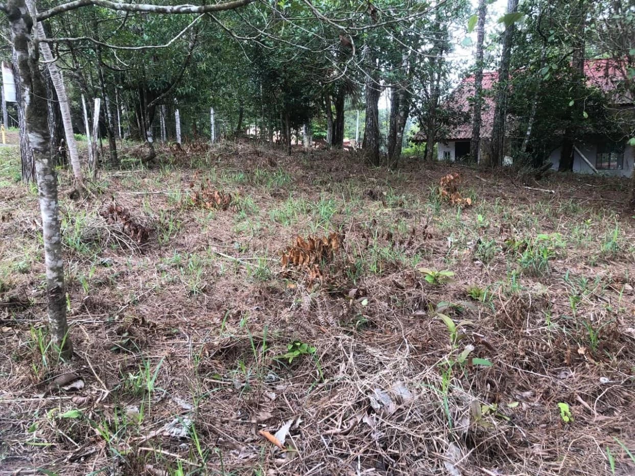 "Great Opportunity! Land in Altos de Cerro Azul" - photo 2