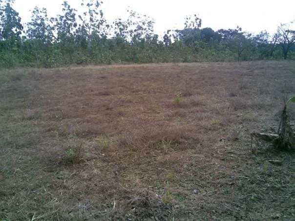 LAND FOR SALE IN LAS TABLAS – POCRÍ / PARITILLA, 15.5 HECTARES - photo 12