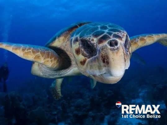 8.83 Acre Lot on Turneffe Caye, Ready to Build - photo 7