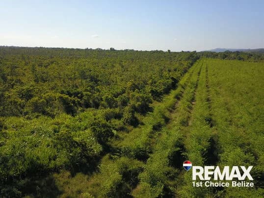 30 Acres in Silk Grass - photo 7