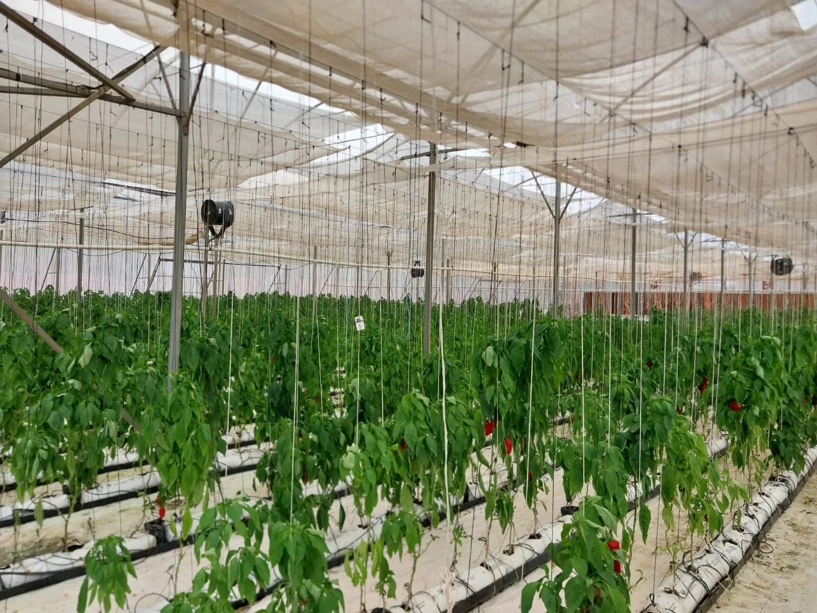 8.9-Hectare Greenhouse Farm | Santa Cruz de Chame, Panama - photo 4